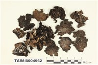 藏品(石耳屬)的圖片